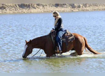American Quarter Horse, Castrone, 9 Anni, 150 cm, Sauro scuro