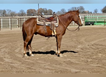 American Quarter Horse, Castrone, 9 Anni, 150 cm, Sauro scuro