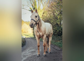 American Quarter Horse, Castrone, 9 Anni, 151 cm, Palomino