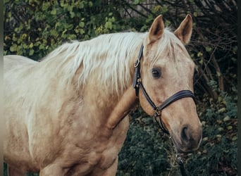 American Quarter Horse, Castrone, 9 Anni, 151 cm, Palomino