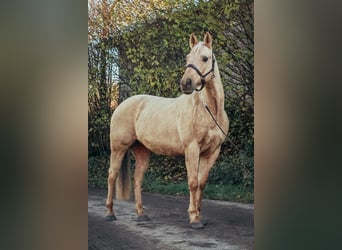 American Quarter Horse, Castrone, 9 Anni, 151 cm, Palomino