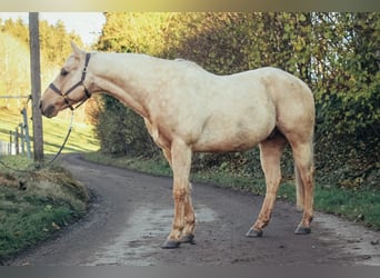 American Quarter Horse, Castrone, 9 Anni, 151 cm, Palomino