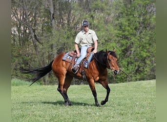 American Quarter Horse, Castrone, 9 Anni, 152 cm, Baio ciliegia