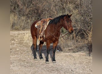 American Quarter Horse, Castrone, 9 Anni, 152 cm, Baio ciliegia