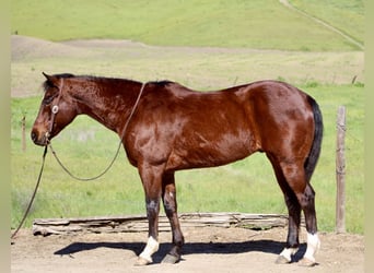 American Quarter Horse, Castrone, 9 Anni, 152 cm, Baio ciliegia