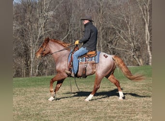American Quarter Horse, Castrone, 9 Anni, 152 cm, Baio roano