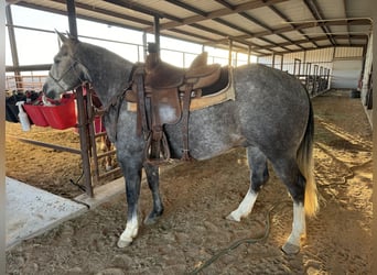 American Quarter Horse, Castrone, 9 Anni, 152 cm, Grigio pezzato