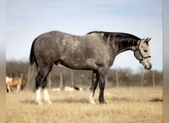 American Quarter Horse, Castrone, 9 Anni, 152 cm, Grigio pezzato