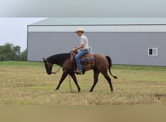 American Quarter Horse, Castrone, 9 Anni, 152 cm, Grullo