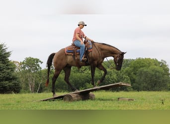 American Quarter Horse, Castrone, 9 Anni, 152 cm, Grullo