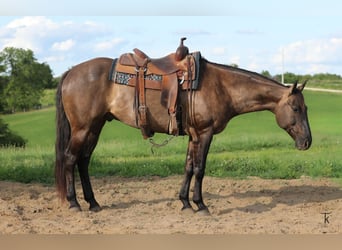 American Quarter Horse, Castrone, 9 Anni, 152 cm, Grullo