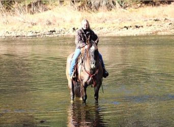 American Quarter Horse, Castrone, 9 Anni, 152 cm, Grullo