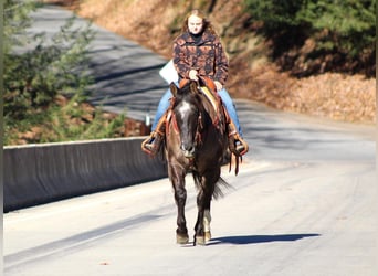 American Quarter Horse, Castrone, 9 Anni, 152 cm, Grullo