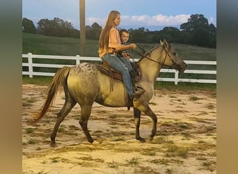 American Quarter Horse, Castrone, 9 Anni, 152 cm, Grullo