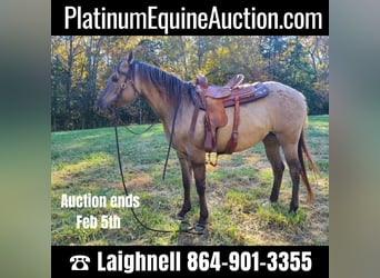 American Quarter Horse, Castrone, 9 Anni, 152 cm, Grullo