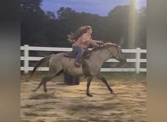 American Quarter Horse, Castrone, 9 Anni, 152 cm, Grullo