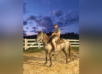 American Quarter Horse, Castrone, 9 Anni, 152 cm, Grullo