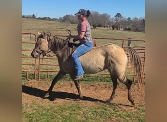 American Quarter Horse, Castrone, 9 Anni, 152 cm, Grullo