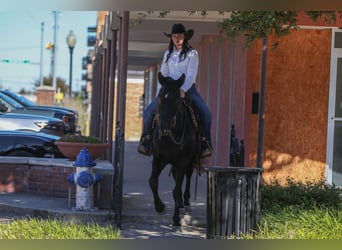 American Quarter Horse, Castrone, 9 Anni, 152 cm, Morello