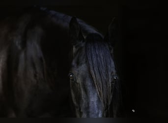 American Quarter Horse, Castrone, 9 Anni, 152 cm, Morello