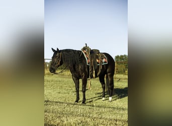 American Quarter Horse, Castrone, 9 Anni, 152 cm, Morello