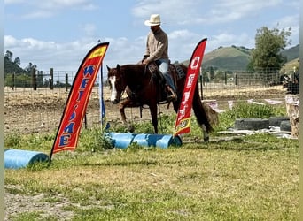 American Quarter Horse, Castrone, 9 Anni, 152 cm, Overo-tutti i colori