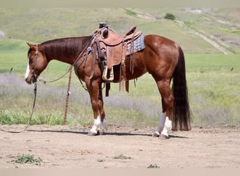 American Quarter Horse, Castrone, 9 Anni, 152 cm, Overo-tutti i colori