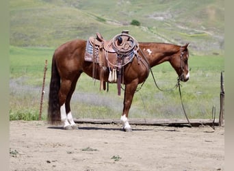 American Quarter Horse, Castrone, 9 Anni, 152 cm, Overo-tutti i colori