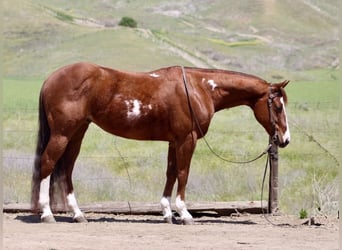 American Quarter Horse, Castrone, 9 Anni, 152 cm, Overo-tutti i colori