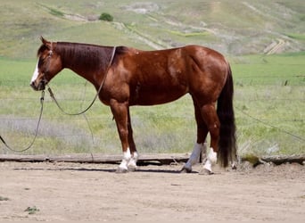 American Quarter Horse, Castrone, 9 Anni, 152 cm, Overo-tutti i colori