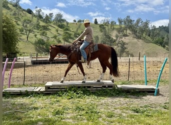 American Quarter Horse, Castrone, 9 Anni, 152 cm, Overo-tutti i colori