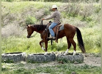 American Quarter Horse, Castrone, 9 Anni, 152 cm, Overo-tutti i colori