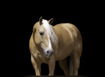 American Quarter Horse, Castrone, 9 Anni, 152 cm, Palomino