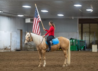 American Quarter Horse, Castrone, 9 Anni, 152 cm, Palomino