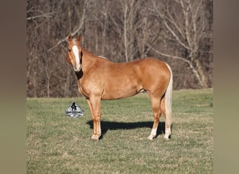 American Quarter Horse, Castrone, 9 Anni, 152 cm, Palomino