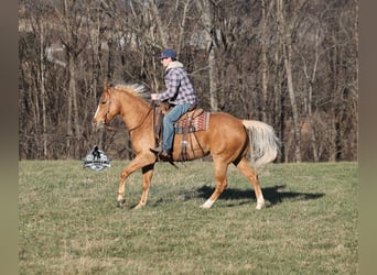 American Quarter Horse, Castrone, 9 Anni, 152 cm, Palomino