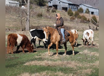 American Quarter Horse, Castrone, 9 Anni, 152 cm, Palomino