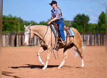 American Quarter Horse, Castrone, 9 Anni, 152 cm, Palomino