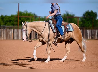 American Quarter Horse, Castrone, 9 Anni, 152 cm, Palomino