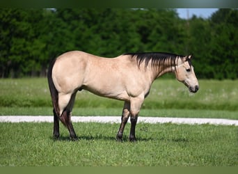 American Quarter Horse, Castrone, 9 Anni, 152 cm, Pelle di daino