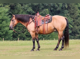 American Quarter Horse, Castrone, 9 Anni, 152 cm, Pelle di daino