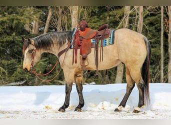 American Quarter Horse, Castrone, 9 Anni, 152 cm, Pelle di daino