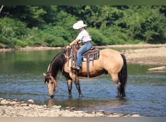 American Quarter Horse, Castrone, 9 Anni, 152 cm, Pelle di daino