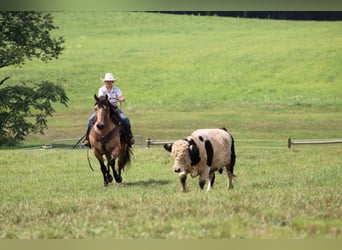 American Quarter Horse, Castrone, 9 Anni, 152 cm, Pelle di daino