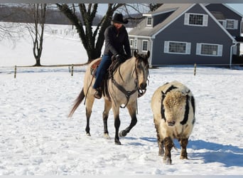 American Quarter Horse, Castrone, 9 Anni, 152 cm, Pelle di daino
