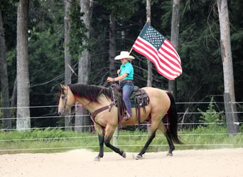 American Quarter Horse, Castrone, 9 Anni, 152 cm, Pelle di daino