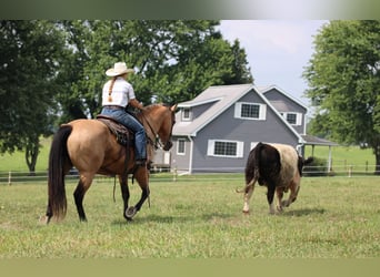 American Quarter Horse, Castrone, 9 Anni, 152 cm, Pelle di daino