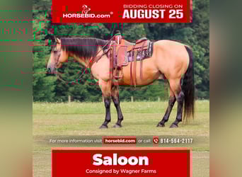 American Quarter Horse, Castrone, 9 Anni, 152 cm, Pelle di daino