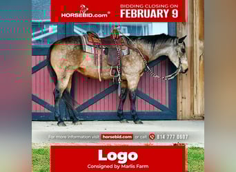 American Quarter Horse, Castrone, 9 Anni, 152 cm, Pelle di daino