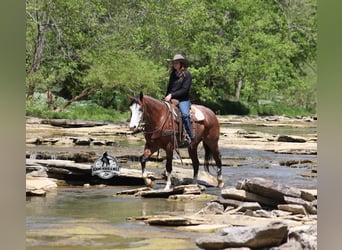American Quarter Horse, Castrone, 9 Anni, 152 cm